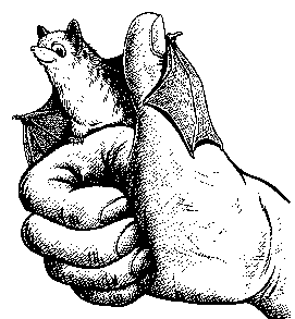 Click here for information from the Bat Conservation Trust