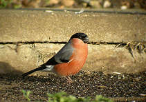 Male Bullfinch
