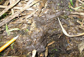 Vole droppings