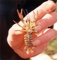 Native Crayfish