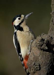 Great vSpotted Woodpecker
