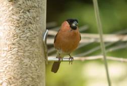 bullfinch