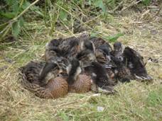 baby ducklings