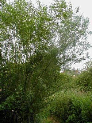 A young crack willow