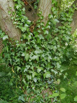 Ivy
