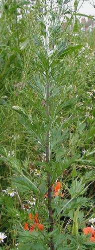 Mugwort