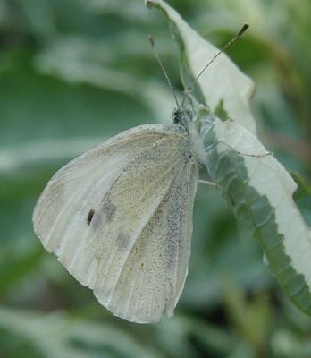 Single small white butterfly