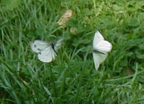Two small white butterflies