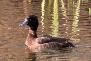 tufted duck2
