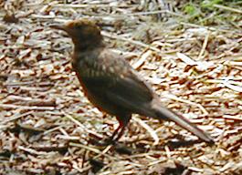 Female Blackbird