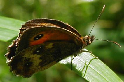 Gate Keeper butterfly