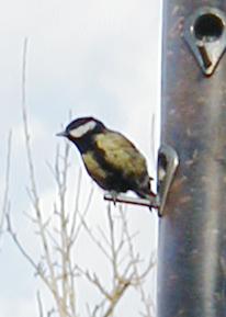 Great tit on feeder
