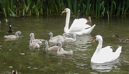 Mute swans with Cygnets