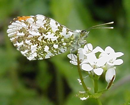 Picture of Orangetip butterfly