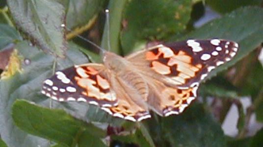 Painted Lady butterfly