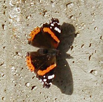 Red Amiral Butterfly