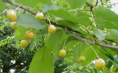 Flora and fauna - Wild cherry