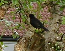 Male Blackbird