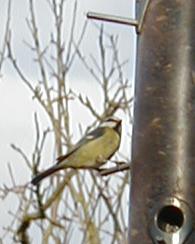 Blue tit on feeder