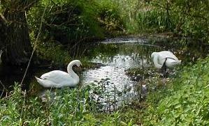 Mute swans
