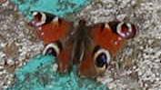 Picture of Peacock butterfly