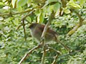 A wren