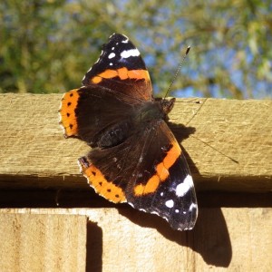 Red Admiral